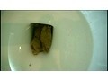 小中学校ずーと学級委員！育ちの良いお嬢様の臭ーい健康大便