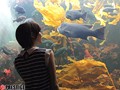 ポルノスター 鈴村あいり （DOD）