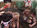痴女集団VS極小男極楽責め