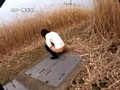 野ション中の女に突撃して尻を触れ！！ 2