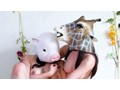 ANIMAL MASK LESBIAN