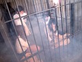 快楽処刑 世界一凄惨な女の殺し方 坂下えみり 西園寺れお