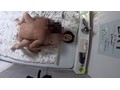「私みたいなおばちゃんでホントにいいの？」若い男の子が完熟おば様を部屋に連れ込みあの手この手で口説いて中出しセックスするビデオ Vol.13