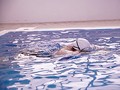 たくましい肉体の美女アスリート 本物競泳選手（現在スポーツインストラクター） E-BODY専属デビュー 武田真