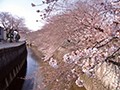 Japan COUNTRY OF A YUKATA