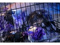 対魔忍アサギ ANOTHER STORY ～終わらない拘束調教アクメ～ 上原亜衣