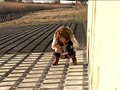 トイレを我慢できず野ションする彼女を激撮！ （DOD）