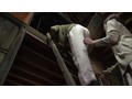 ヘンリー塚本原作 色っぽい人妻【アウトレット】