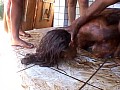 欧米美女 食糞軍団 ウェイトレストラブル