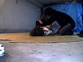 小生意気なギャルばかりを狙ったレイプ投稿 被害者20人 （DOD）