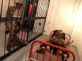 生中出し×卑猥ゴックン 淫乱BODY大乱交SPECIAL 花野真衣/小春/瀬咲るな