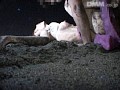 ぶっとばしマ○コ （DOD）