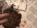 大便見られたい盛りのお下劣主婦