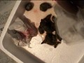大便見られたい盛りのお下劣主婦