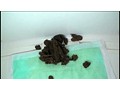 オタク女子大生の大量脱糞と日々の激臭アナル遊び【アウトレット】