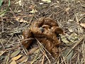 脱糞アナルモザ無し！湘南 野グソ盗撮20名！